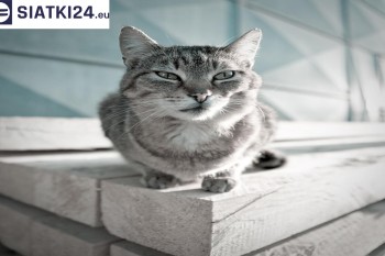 Siatki Leżajsk - Siatka na balkony dla kota i zabezpieczenie dzieci dla terenów Leżajska
